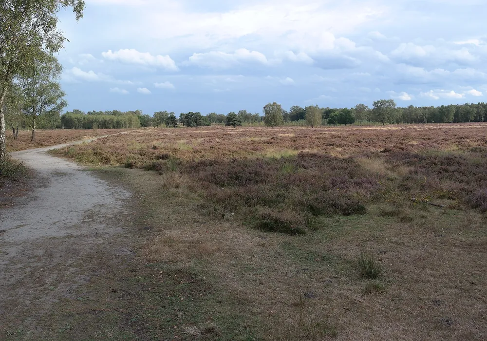 Sandweg durch die Heide im Nationalpark De Maasduinen, am Rand Birken